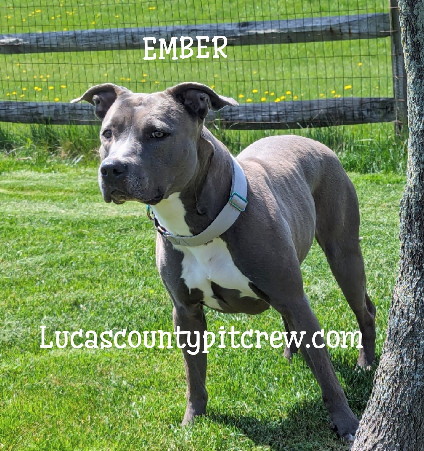 Enlarge Ember, a Adoptable mixed breed in Toledo, OH image 1/11
