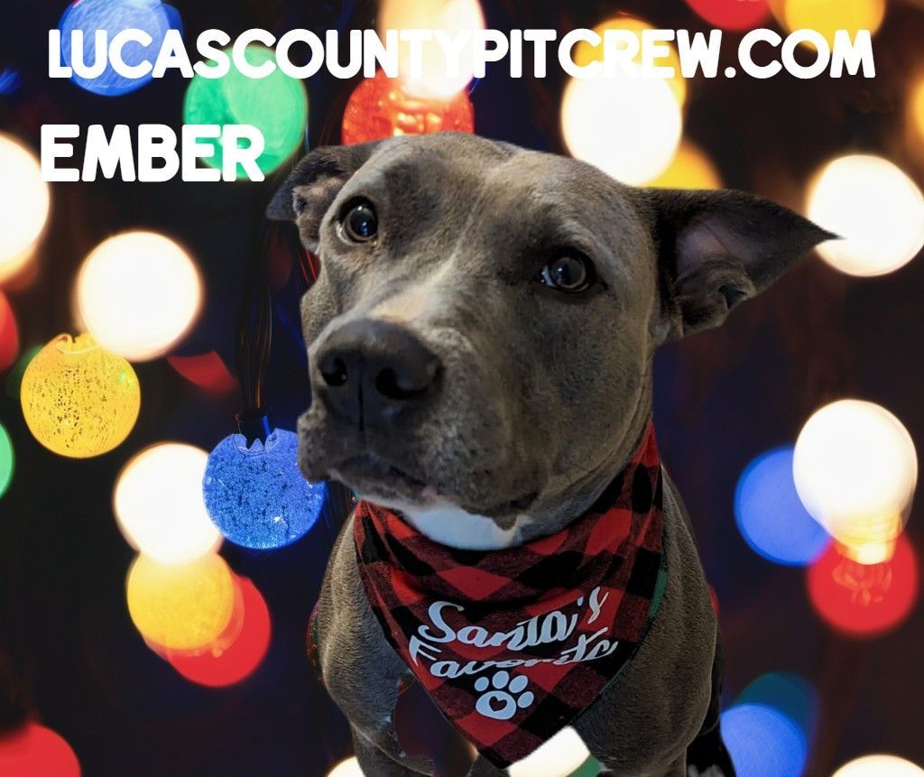 Enlarge Ember, a Adoptable mixed breed in Toledo, OH image 10/11