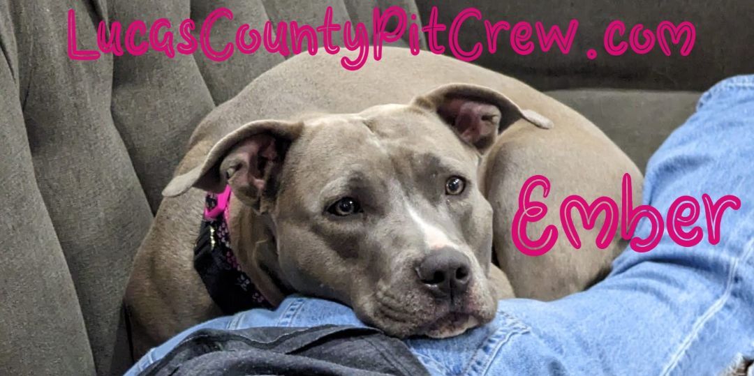 Enlarge Ember, a Adoptable mixed breed in Toledo, OH image 11/11