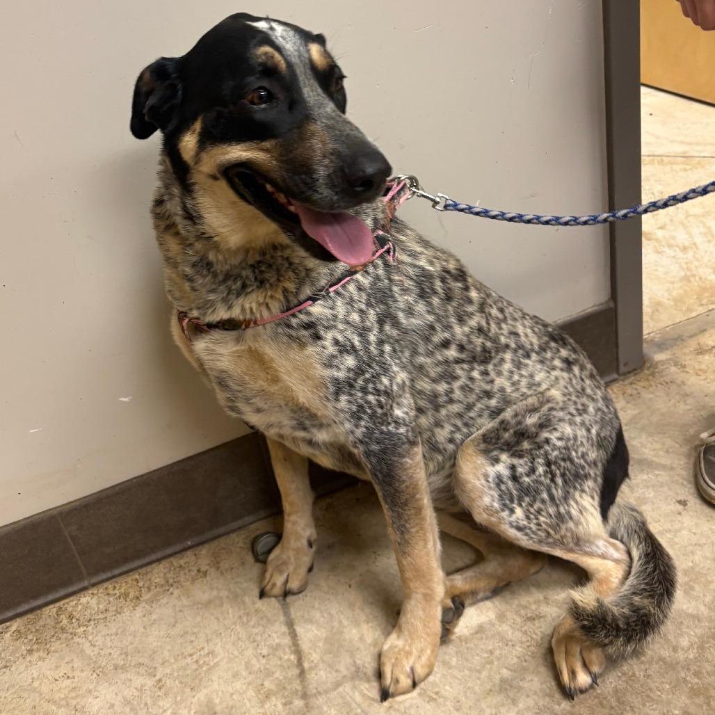 Dalia, a Adoptable mixed breed in West Point, MS image 1/4