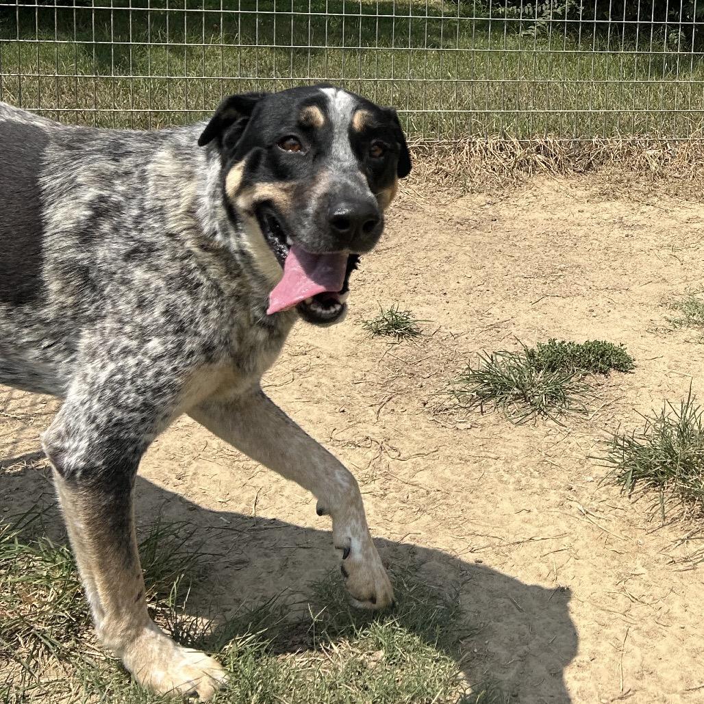 Dalia, a Adoptable mixed breed in West Point, MS image 2/4