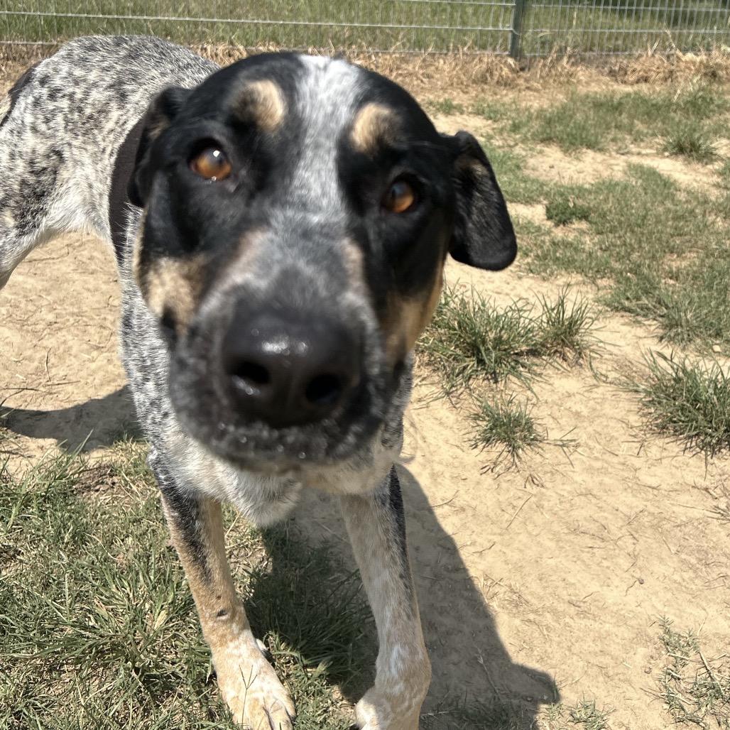 Dalia, a Adoptable mixed breed in West Point, MS image 3/4