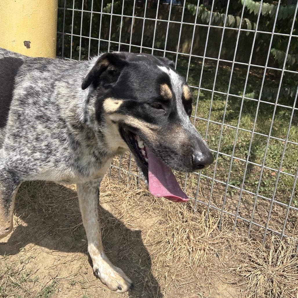 Dalia, a Adoptable mixed breed in West Point, MS image 4/4