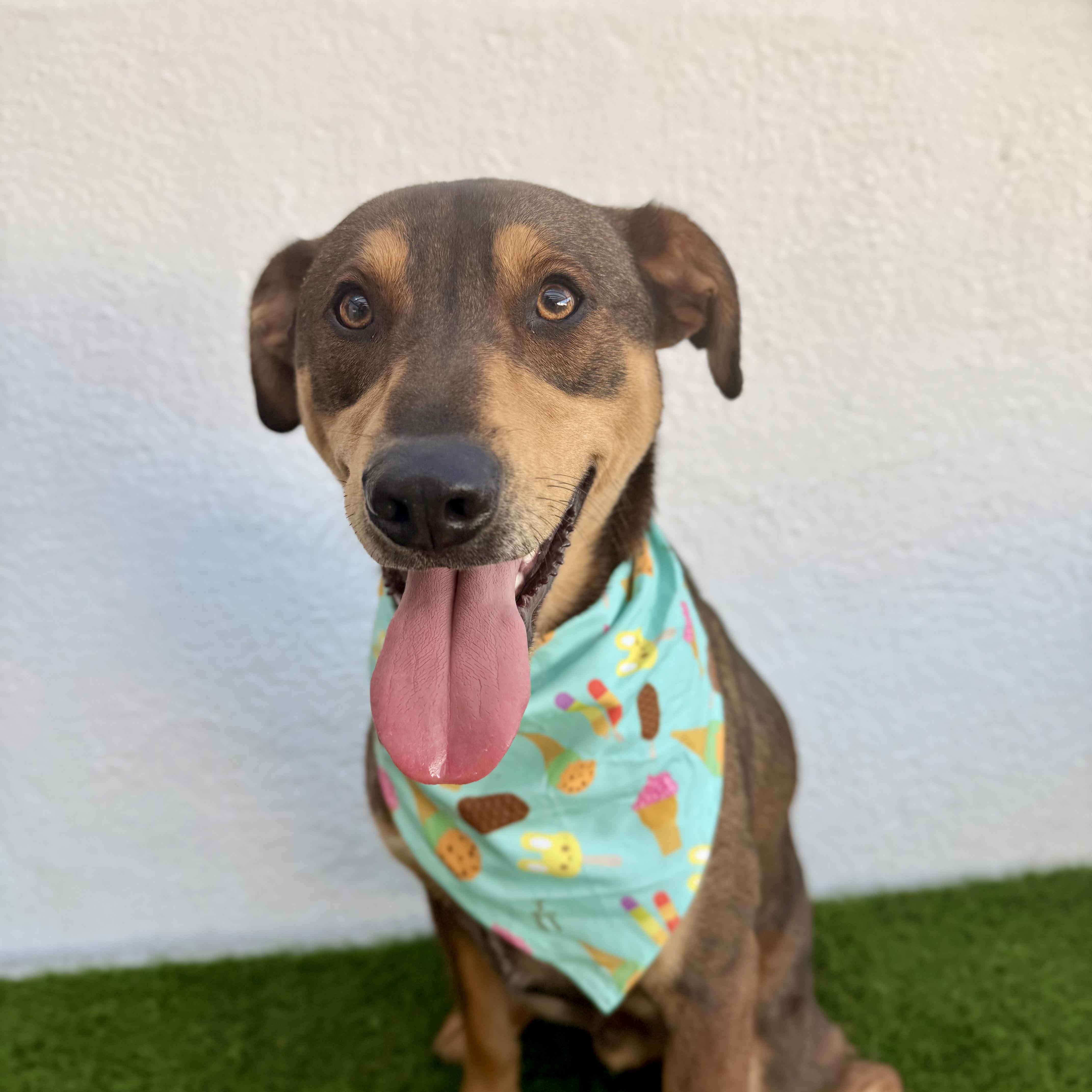 Enlarge JAZZ, a Adoptable mixed breed in La Jolla, CA image 5/6