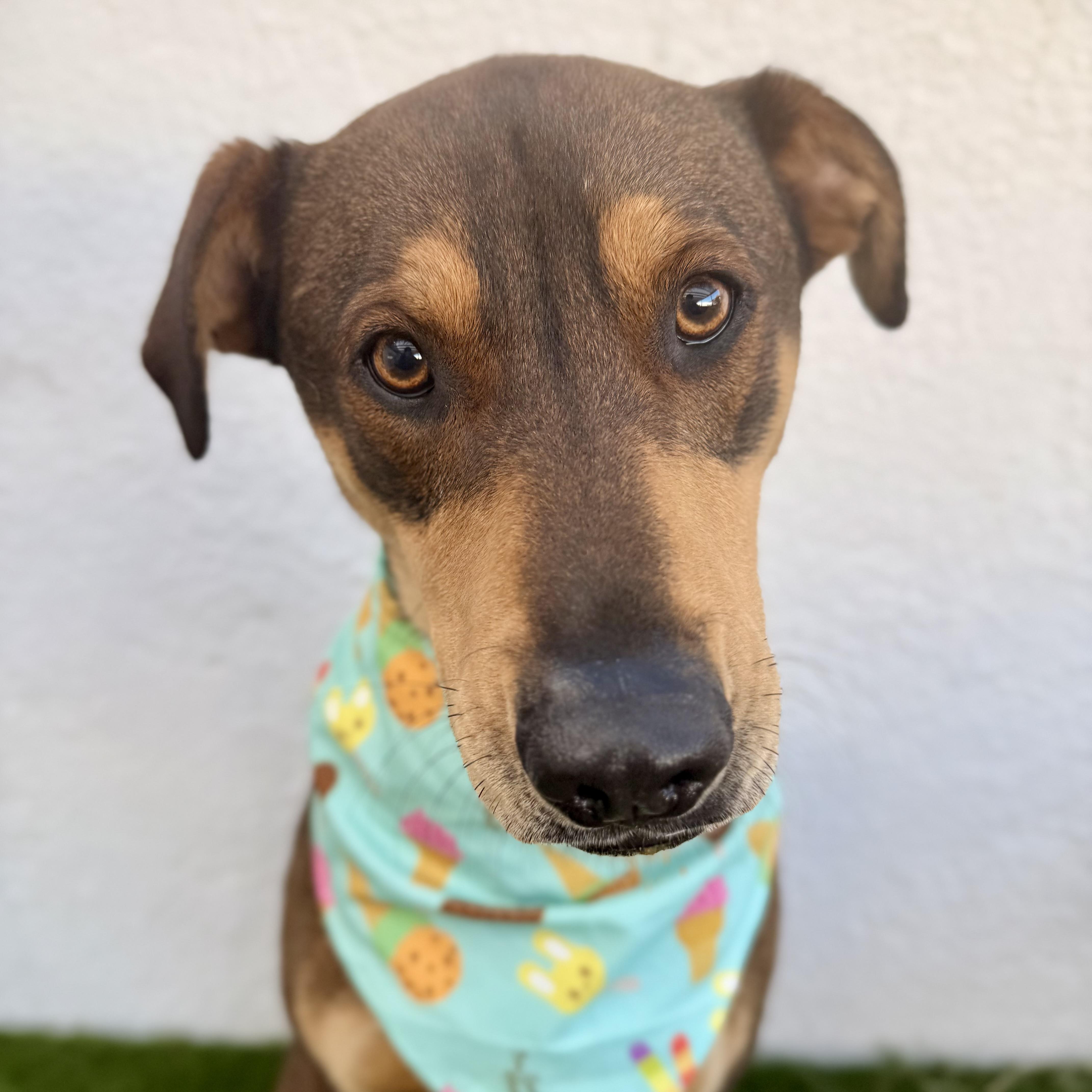 JAZZ, Adoptable, Young Male Doberman Pinscher & Labrador Retriever.