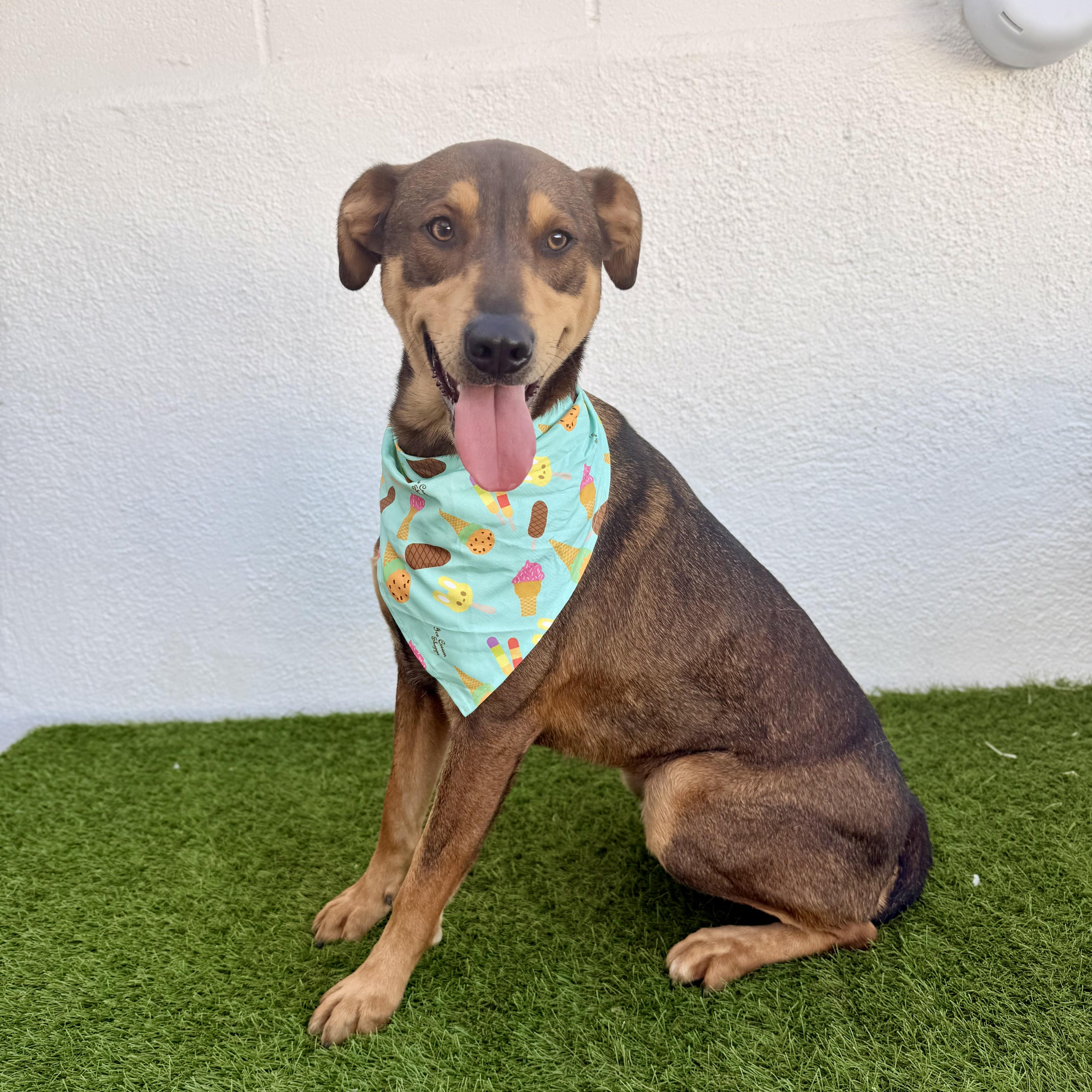 Enlarge JAZZ, a Adoptable mixed breed in La Jolla, CA image 3/6