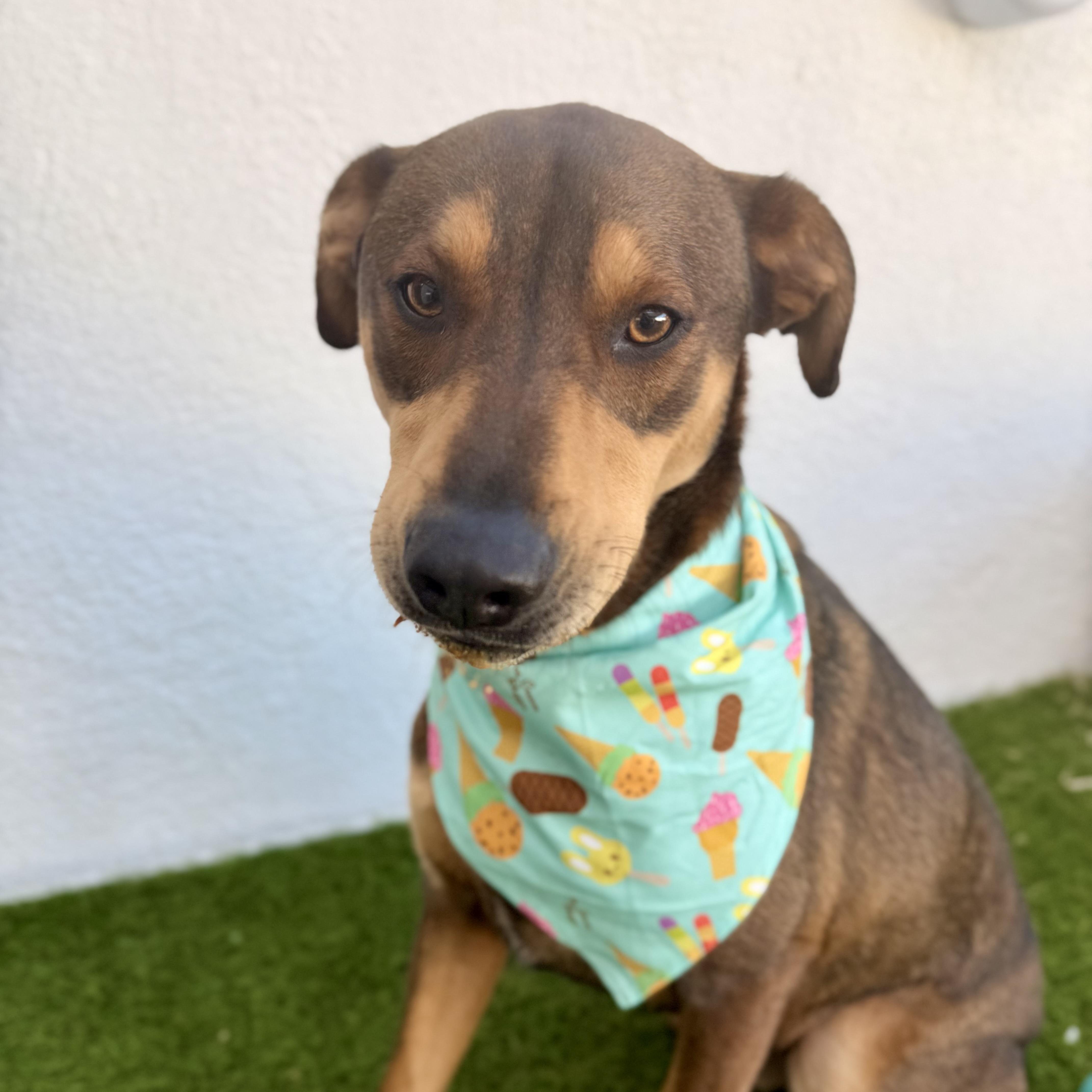 Enlarge JAZZ, a Adoptable mixed breed in La Jolla, CA image 2/6