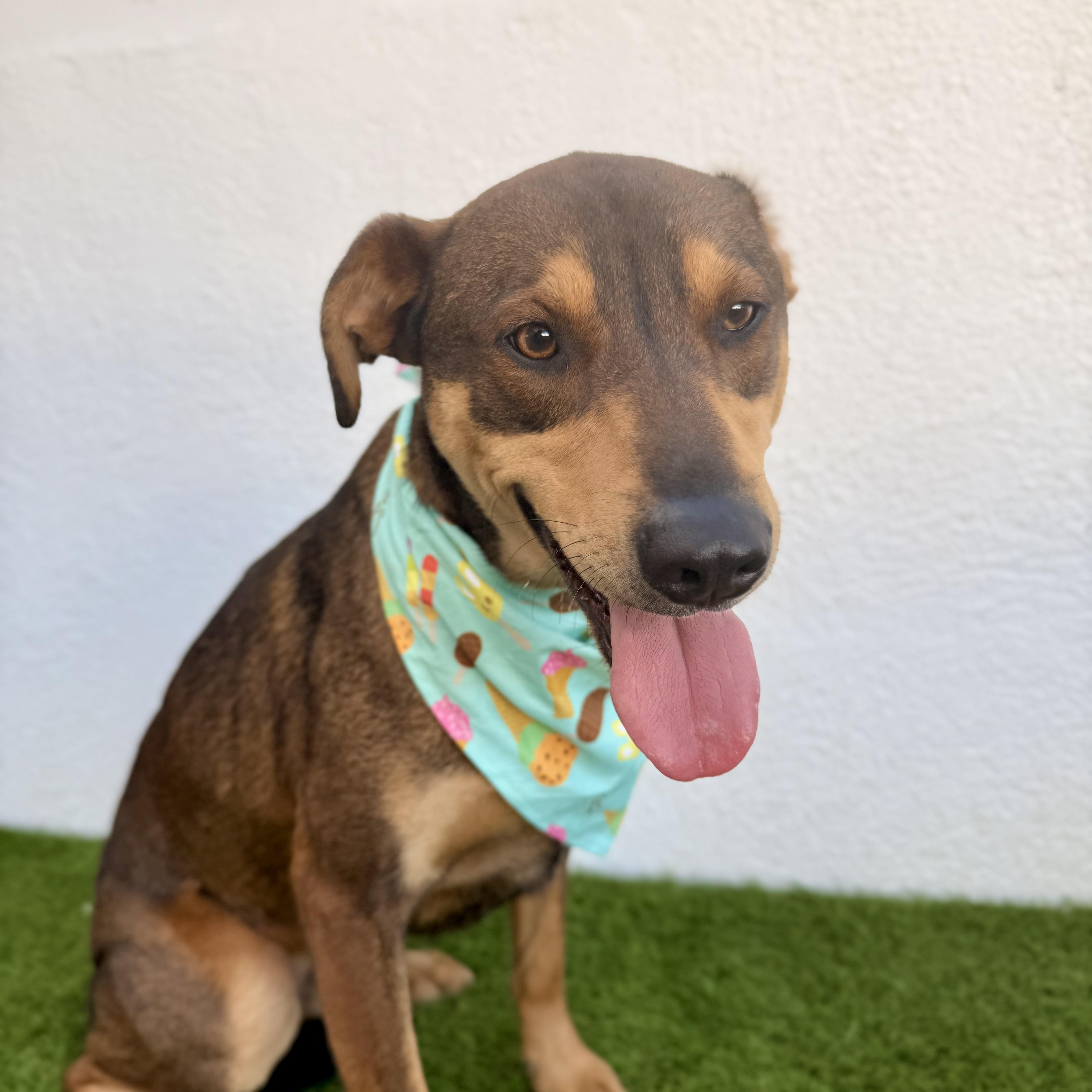 Enlarge JAZZ, a Adoptable mixed breed in La Jolla, CA image 4/6