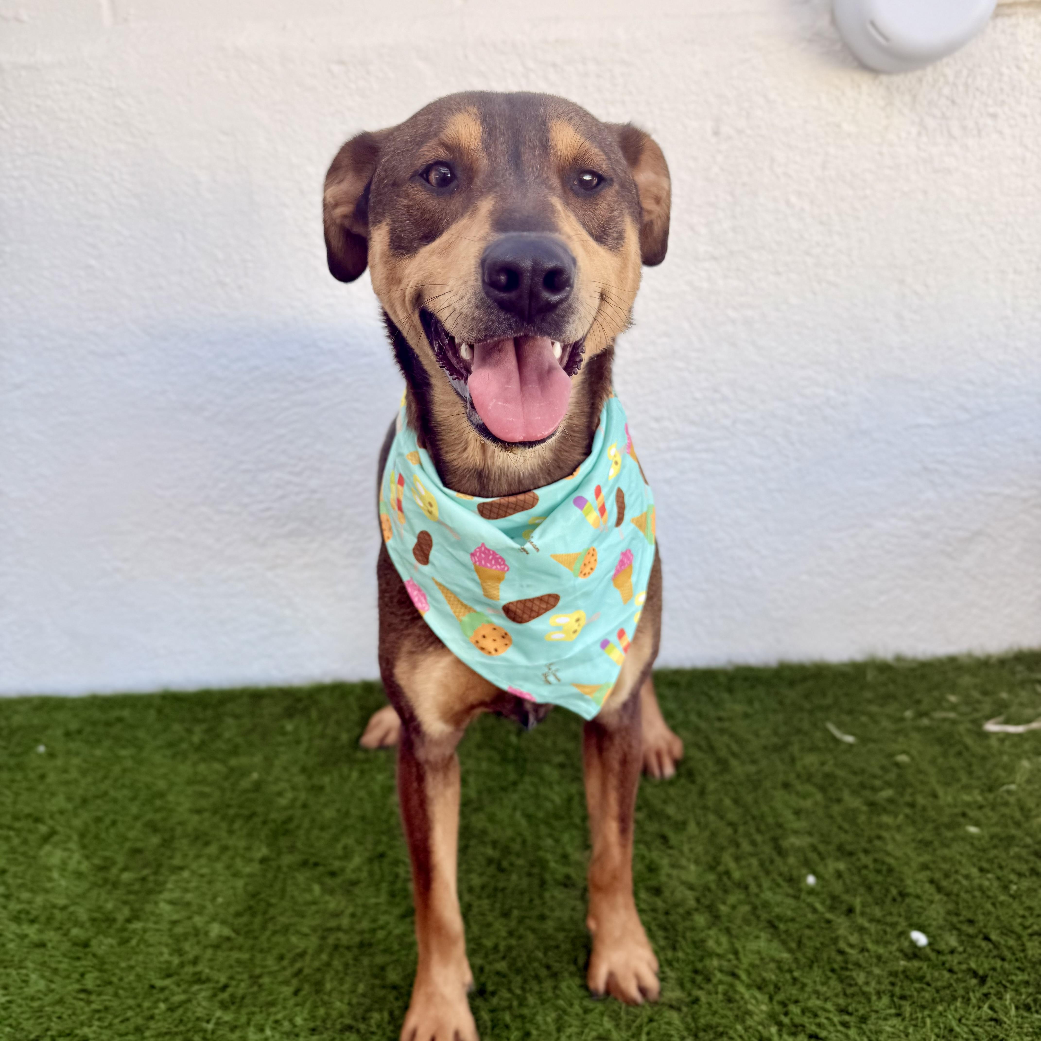 Enlarge JAZZ, a Adoptable mixed breed in La Jolla, CA image 6/6