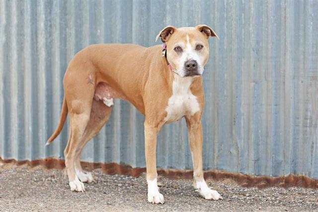 IKE, Adoptable, Adult Male Pit Bull Terrier & Mixed Breed.
