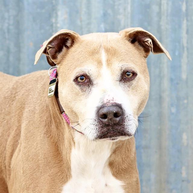 Enlarge IKE, a Adoptable mixed breed in Albuquerque, NM image 1/1