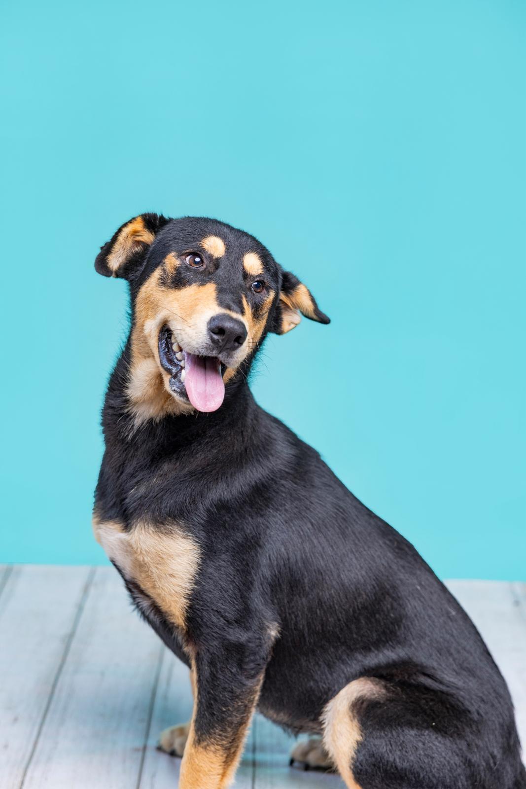 Enlarge Luna, a Adoptable mixed breed in Short Hills, NJ image 3/6