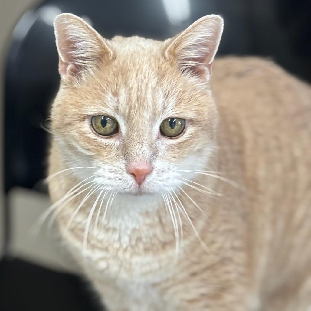 Elmo, Adoptable, Senior Male Domestic Short Hair.