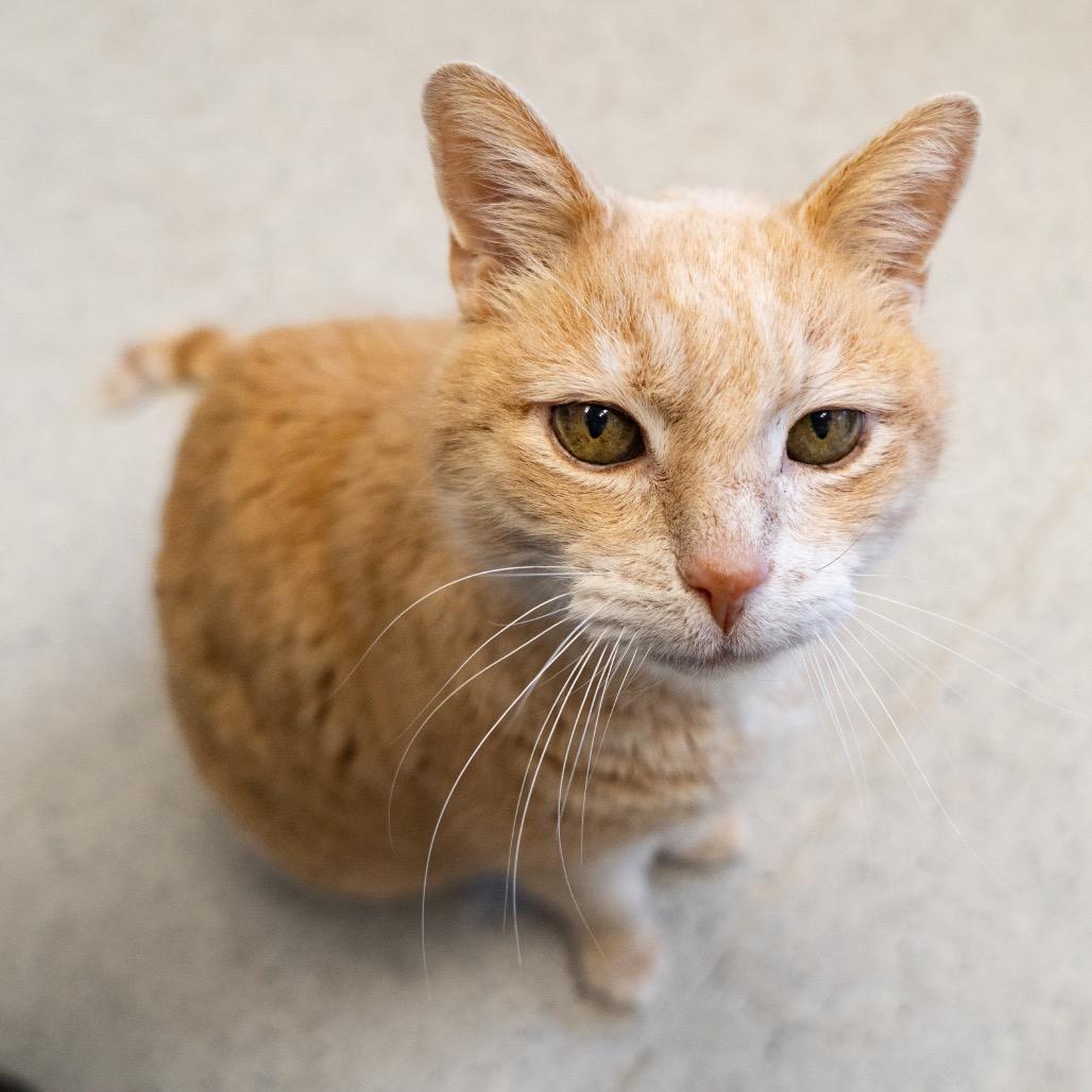 Enlarge Elmo, a Adoptable Domestic Short Hair in Medford, OR image 2/2