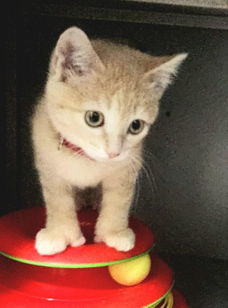 Red Riding Hood thumbnail 2