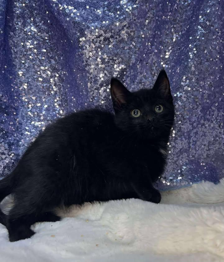 Jiffy Pop, Adoptable, Young Male Domestic Short Hair.