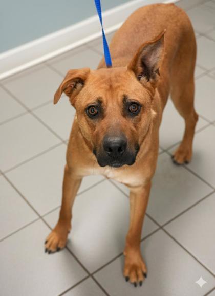 Enlarge Rudy (2), a Adoptable mixed breed in Bowling Green, KY image 2/3
