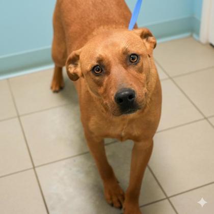 Enlarge Rudy (2), a Adoptable mixed breed in Bowling Green, KY image 3/3