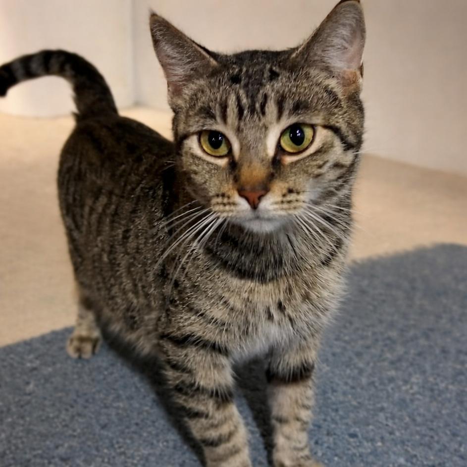 Moma Frida, a Adoptable Domestic Short Hair in St. Peters, MO image 2/3