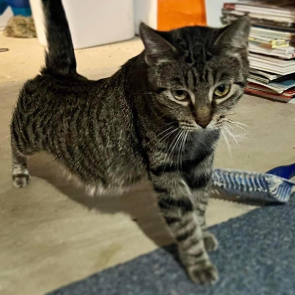 Moma Frida, a Adoptable Domestic Short Hair in St. Peters, MO image 3/3