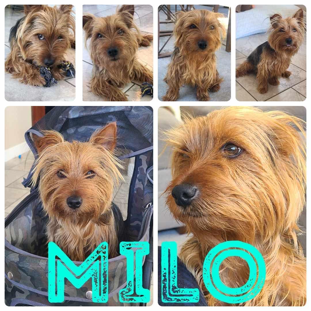 Milo