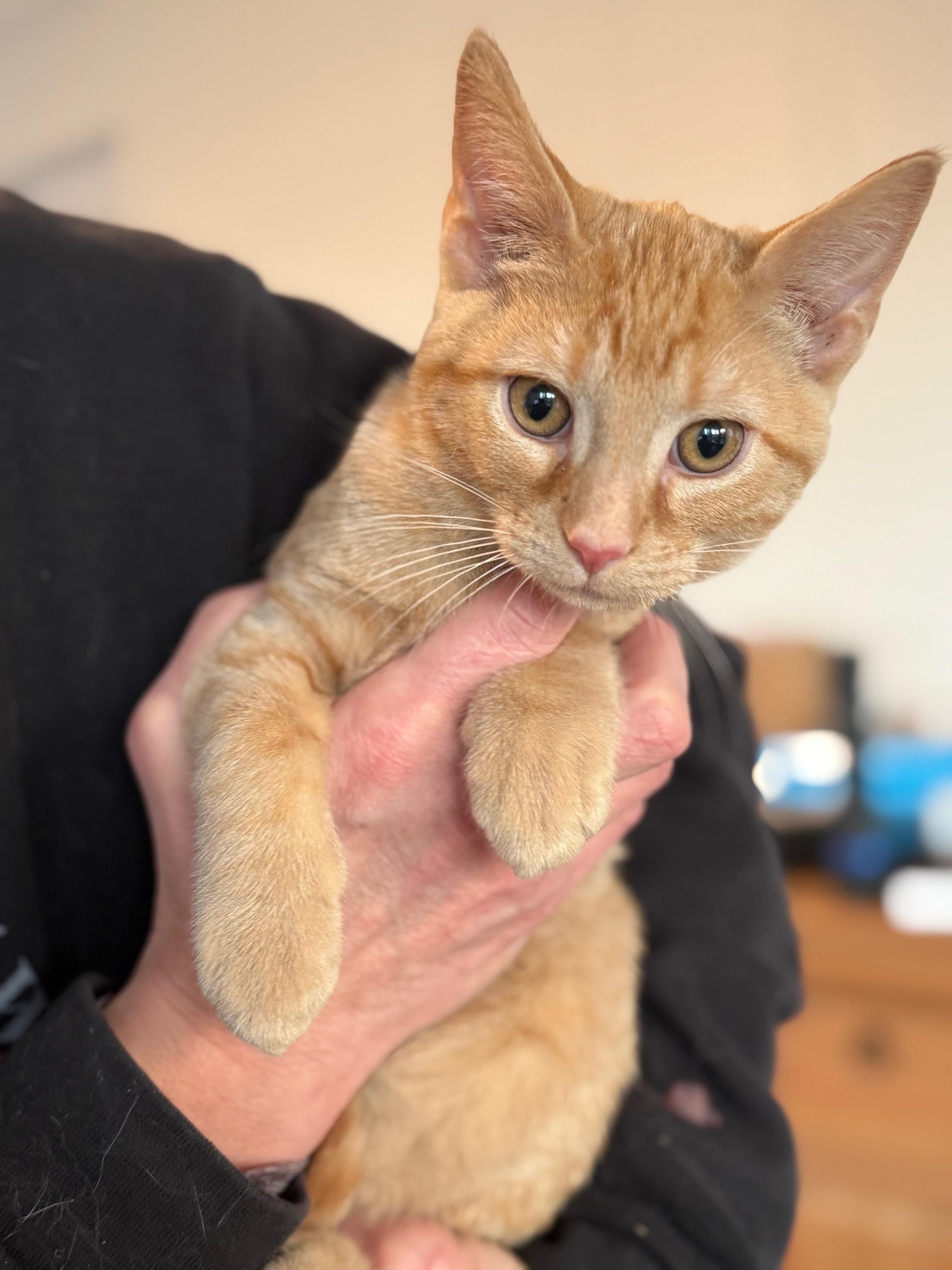 Rusty , Adoptable, Kitten Male Domestic Short Hair.