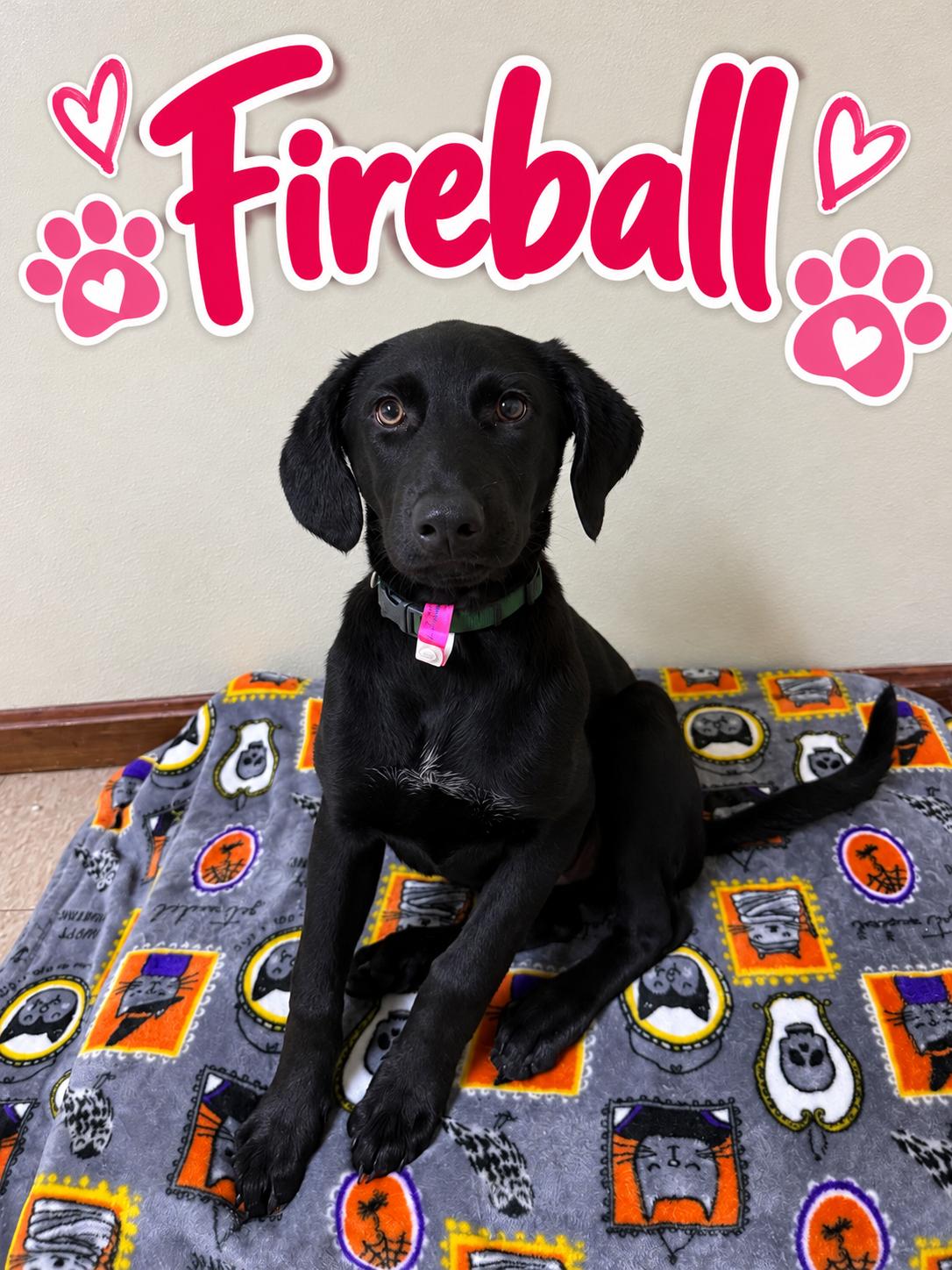 Enlarge Fireball, a Adopted mixed breed in Douglas, MA image 1/4