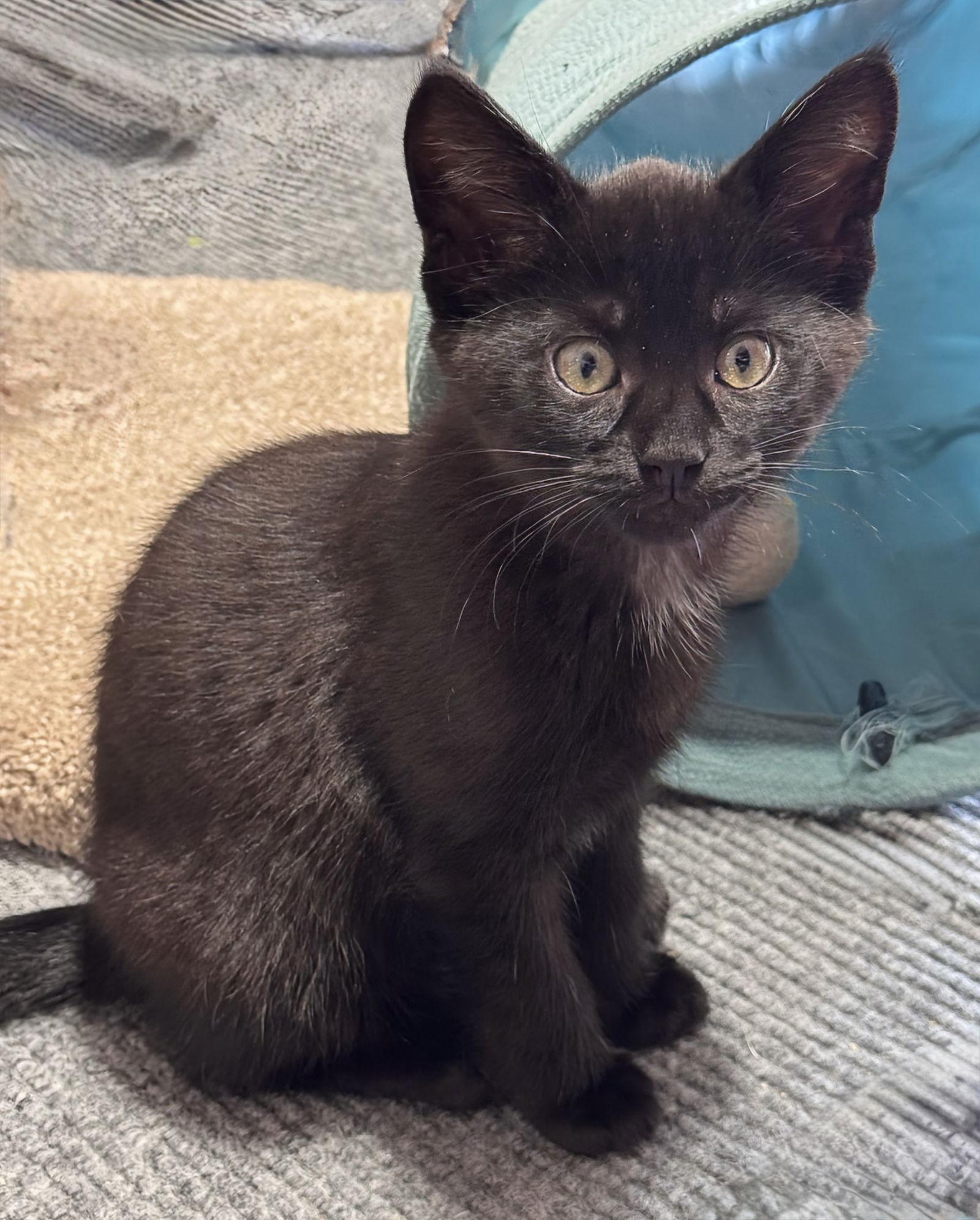 Jujube, Adoptable, Kitten Female Domestic Short Hair.