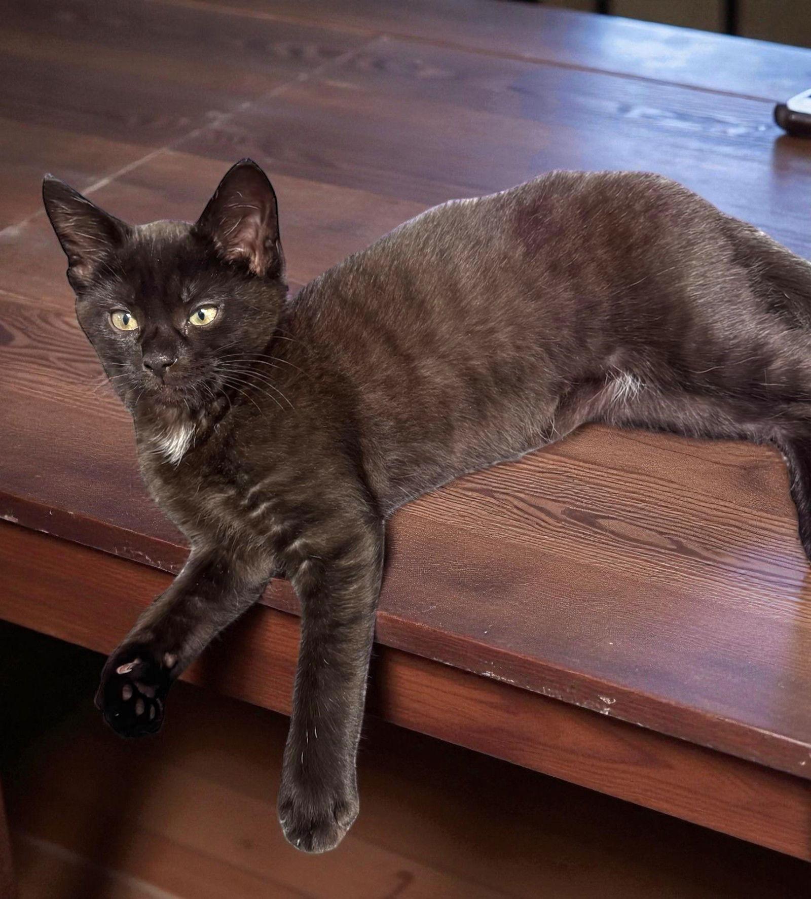 Enlarge Jujube, a Adoptable Domestic Short Hair in Walled Lake, MI image 2/3