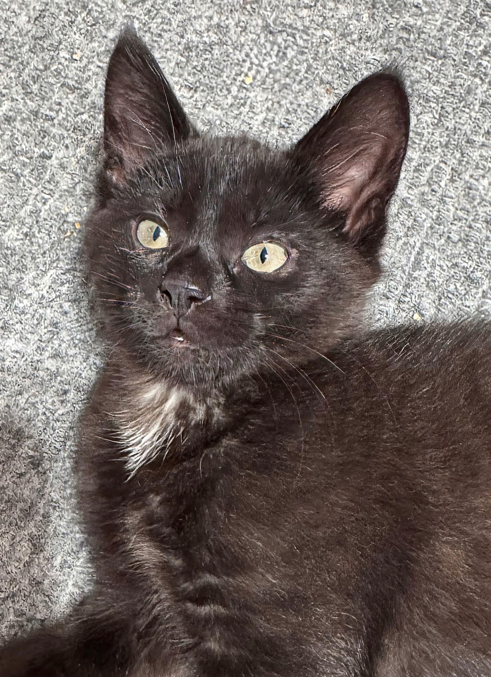 Enlarge Jujube, a Adoptable Domestic Short Hair in Walled Lake, MI image 3/3