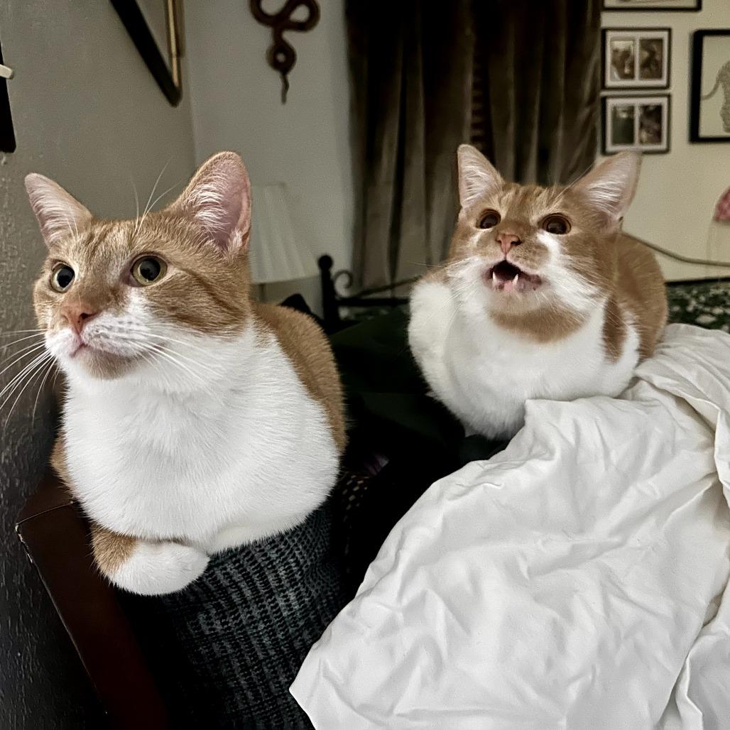 Bella, Adoptable, Adult Female Domestic Short Hair.