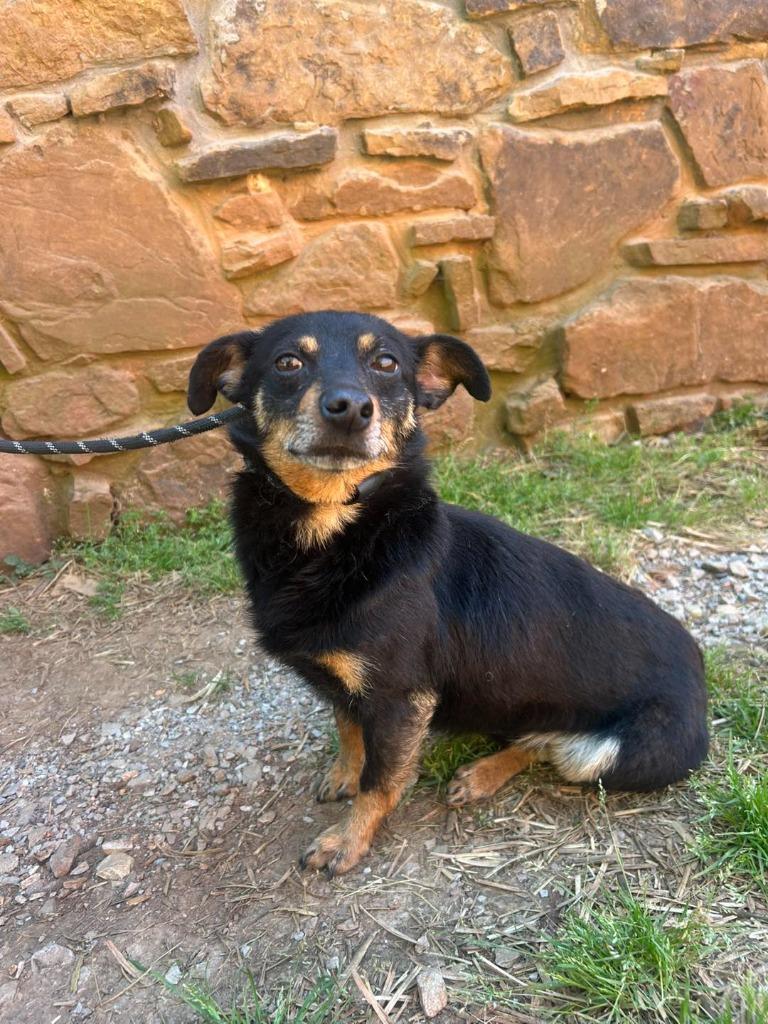 Rascal, a Adoptable Chihuahua in Russellville, KY image 1/2