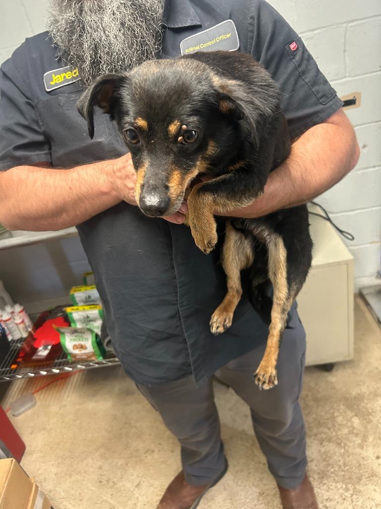 Rascal, a Adoptable Chihuahua in Russellville, KY image 2/2