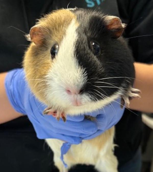 Spots, Adoptable, Adult Male Guinea Pig.