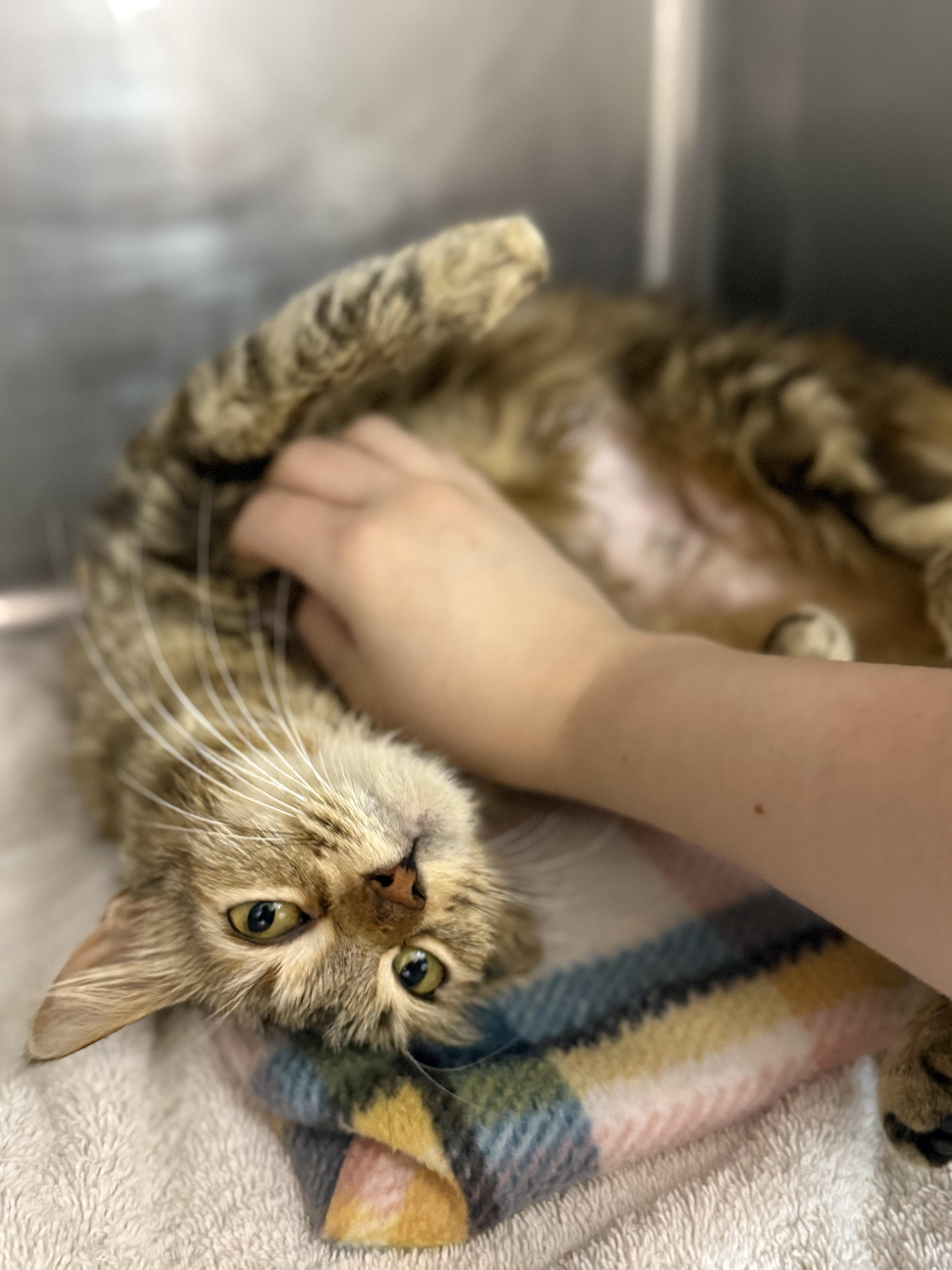 Enlarge Zelda, an adopted Domestic Short Hair in Lauderhill, FL image 3/5