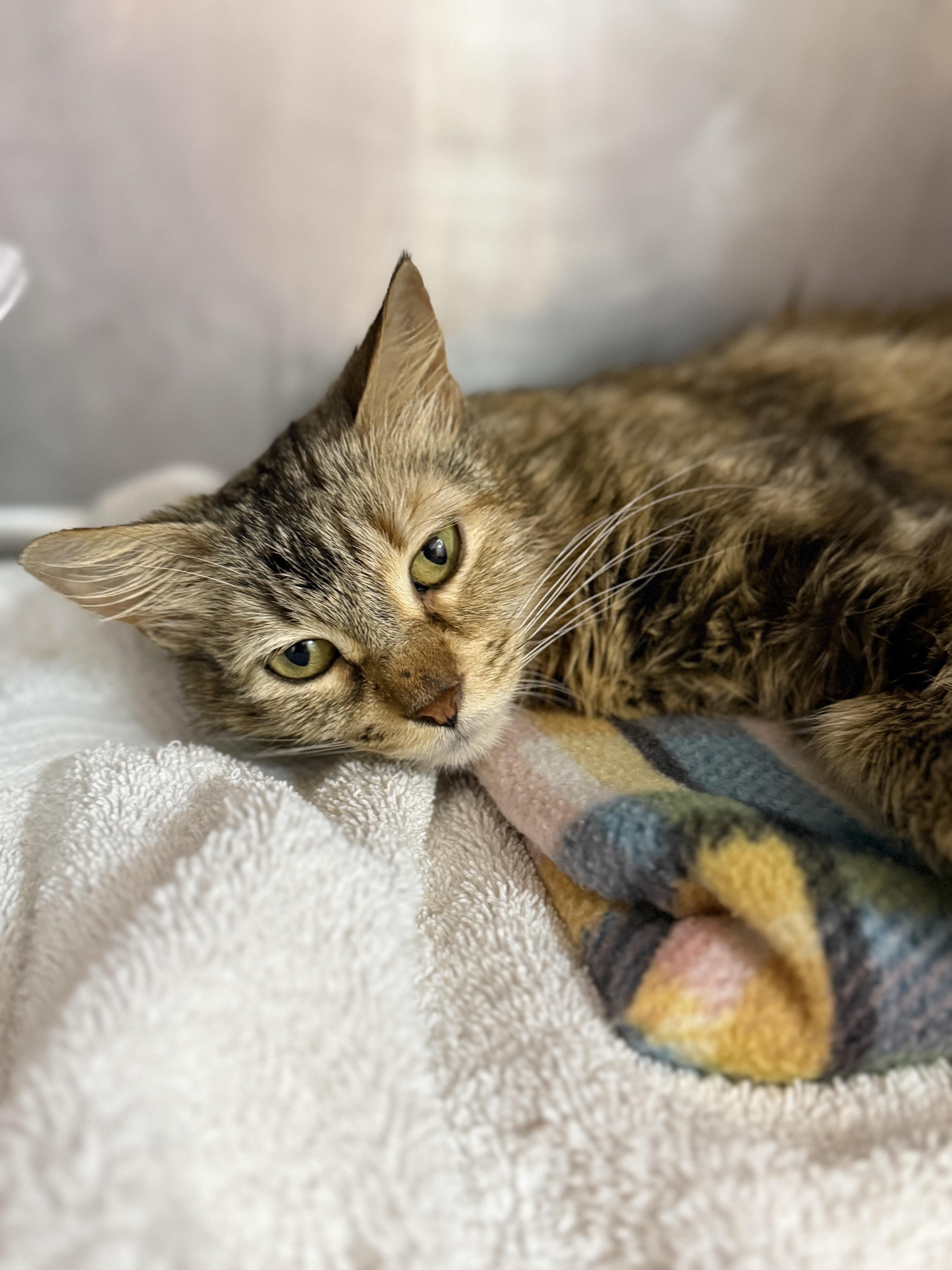 Enlarge Zelda, an adopted Domestic Short Hair in Lauderhill, FL image 5/5