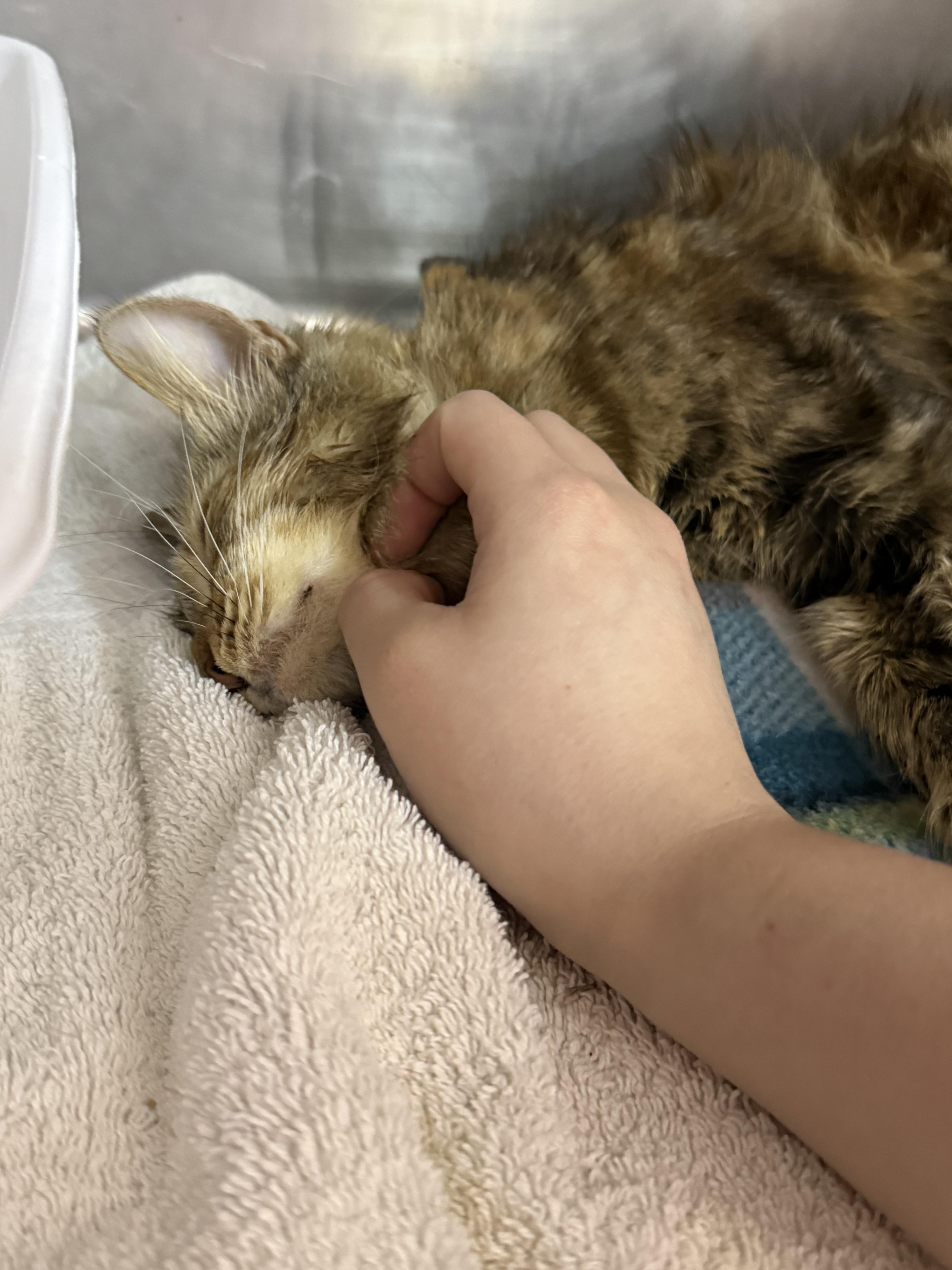 Enlarge Zelda, an adopted Domestic Short Hair in Lauderhill, FL image 4/5