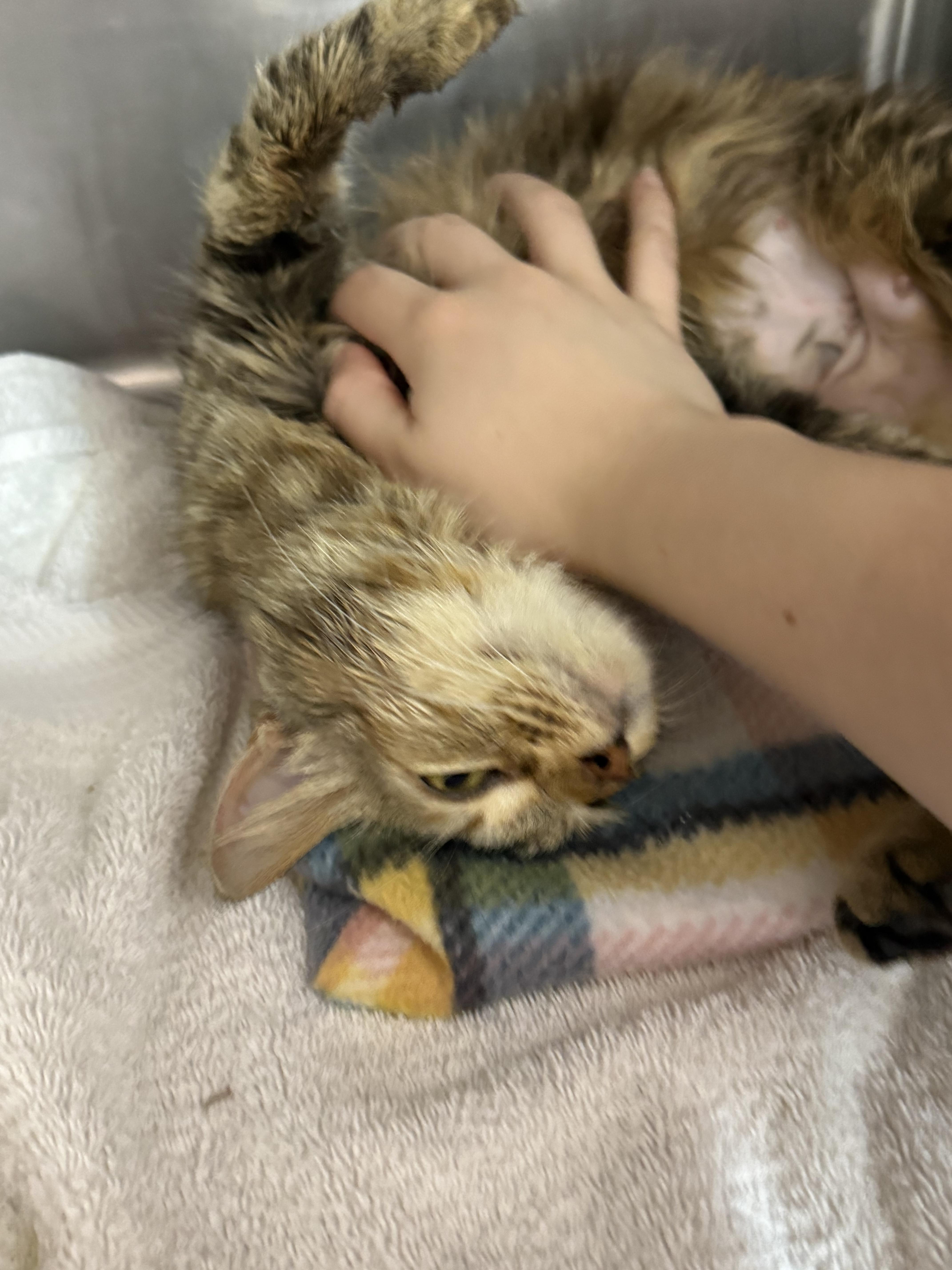 Enlarge Zelda, an adopted Domestic Short Hair in Lauderhill, FL image 2/5