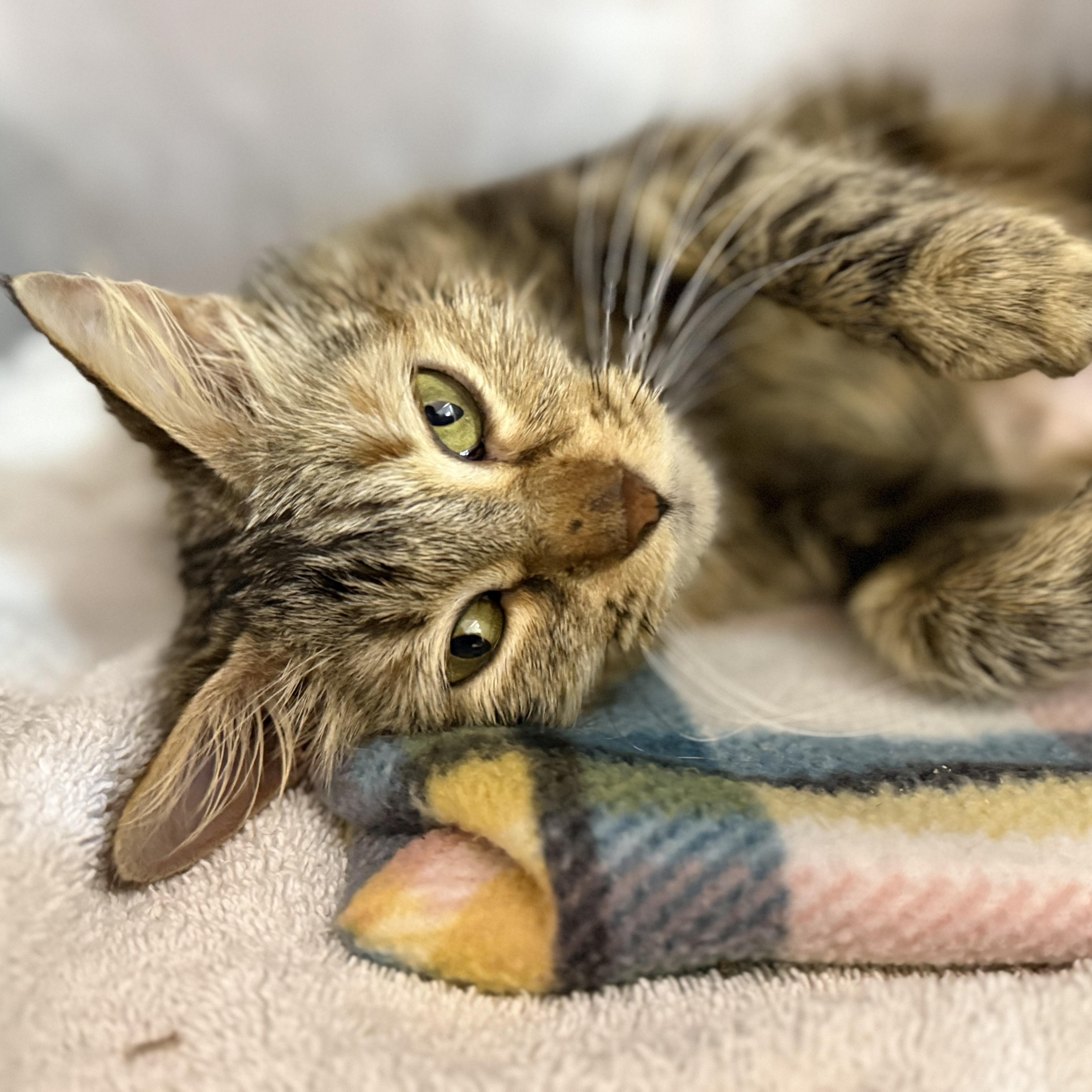 Zelda, adopted, Kitten Female Domestic Short Hair.