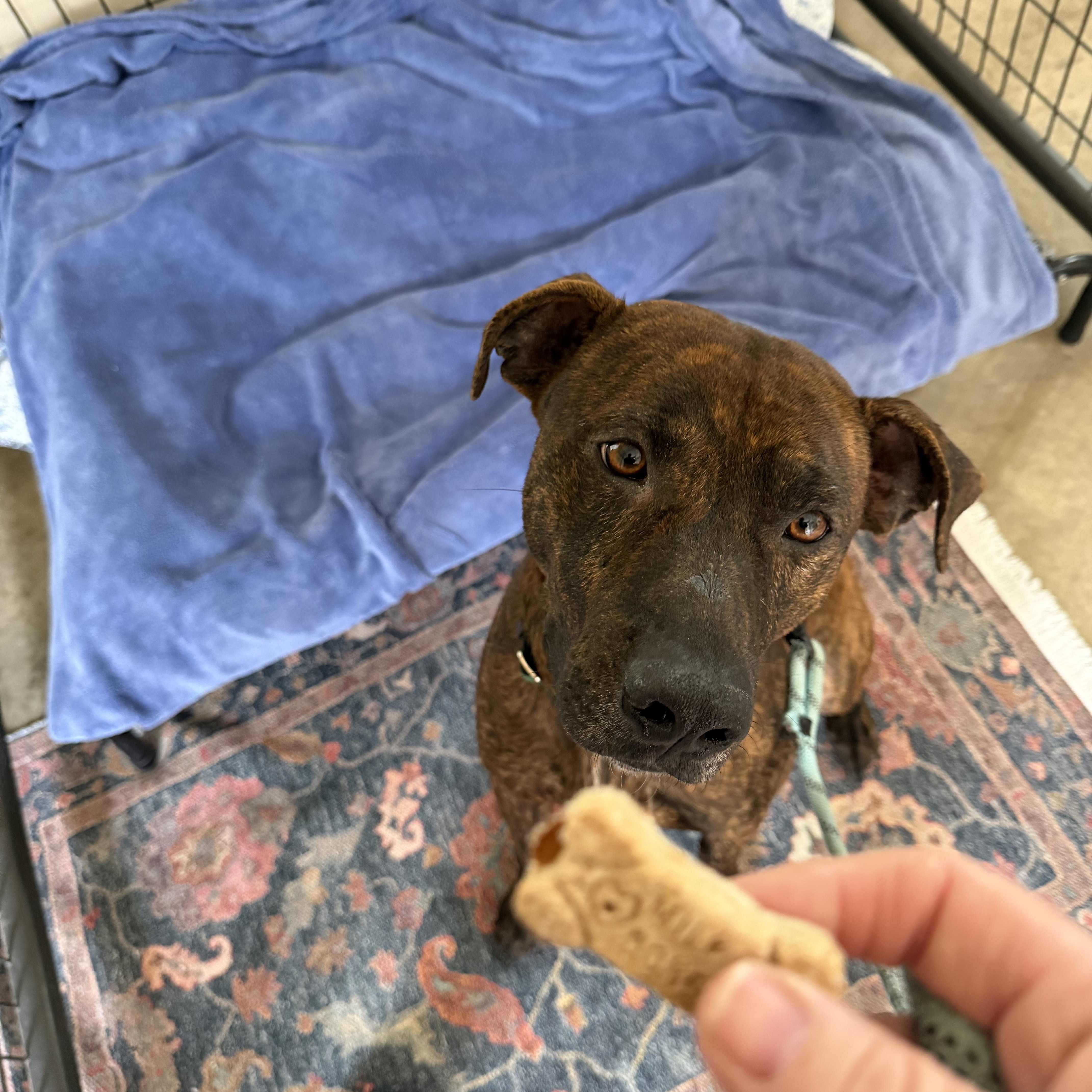 Enlarge Ralphie , a Adoptable American Staffordshire Terrier in Cincinnati , OH image 5/5