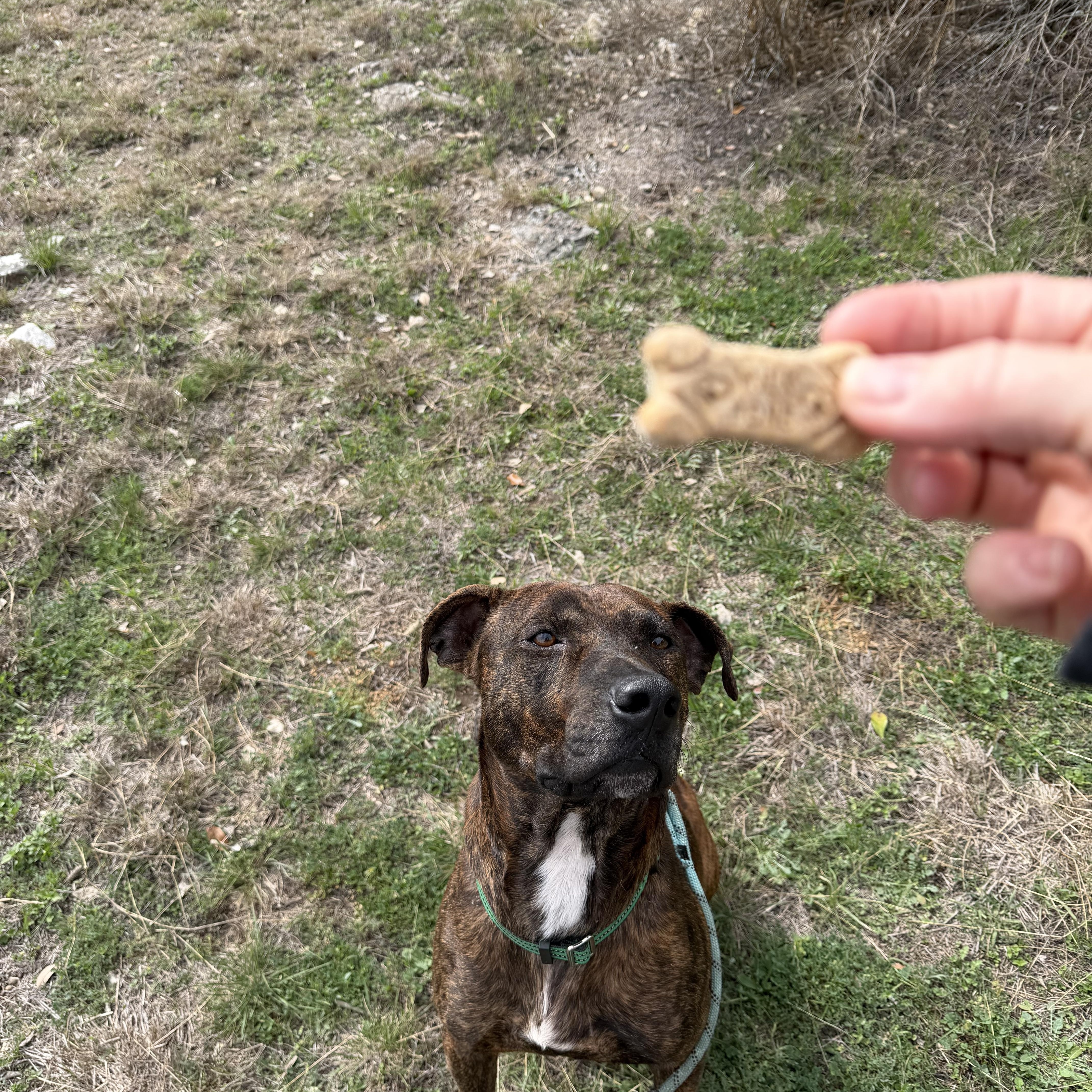 Ralphie , Adoptable, Young Male American Staffordshire Terrier.