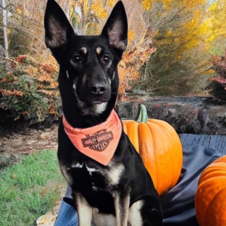 Willow, Adoptable, Adult Female German Shepherd Dog.