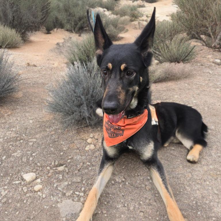 Enlarge Willow, a Adoptable German Shepherd Dog in Las Vegas, NV image 2/3