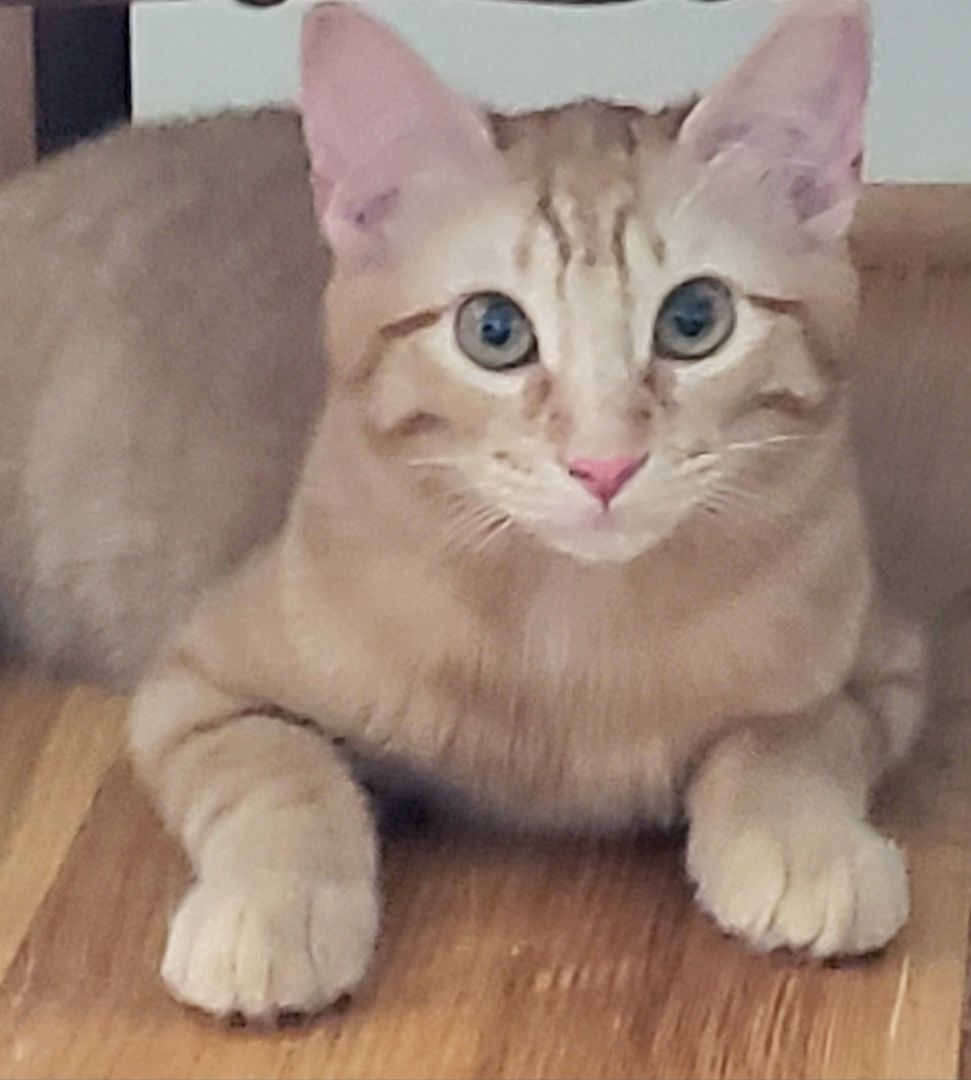 Ginger Boy, a Adoptable Domestic Short Hair in Houston, TX image 5/6