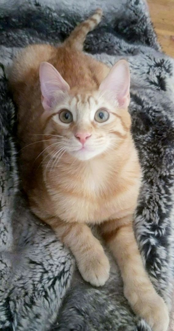 Ginger Boy, a Adoptable Domestic Short Hair in Houston, TX image 1/6