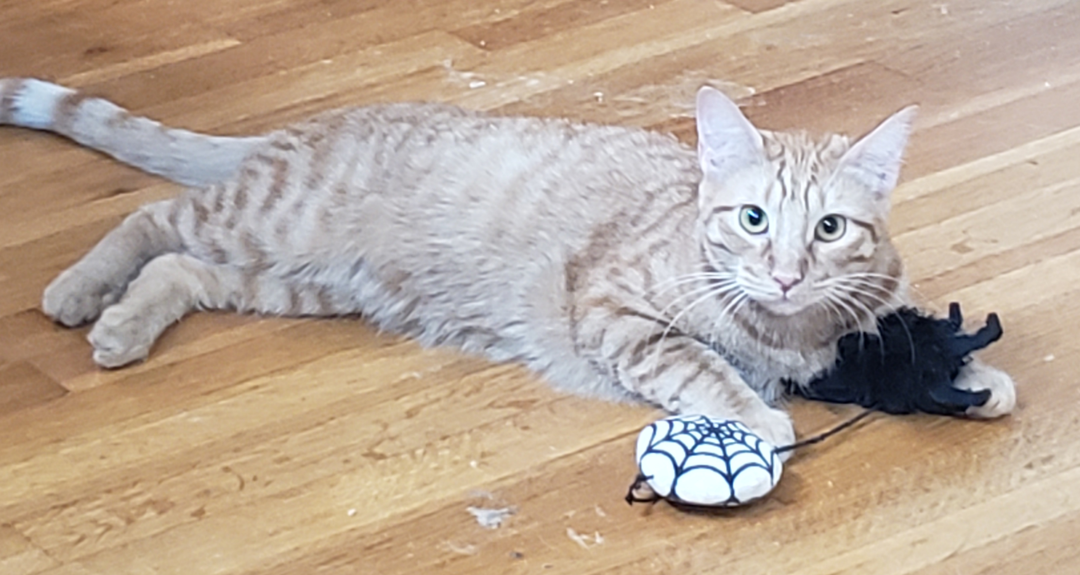 Ginger Boy, a Adoptable Domestic Short Hair in Houston, TX image 6/6