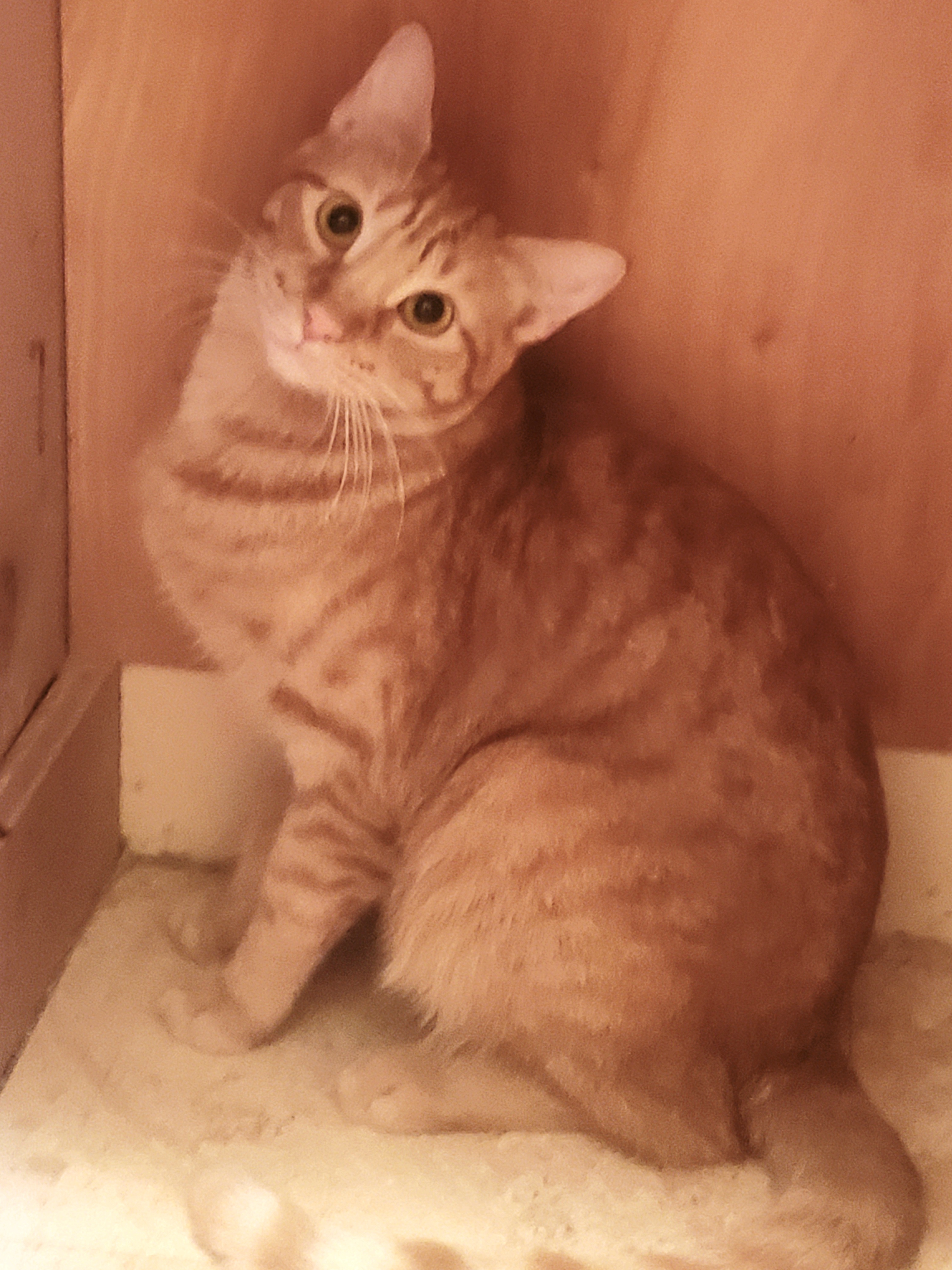 Ginger Boy, a Adoptable Domestic Short Hair in Houston, TX image 4/6