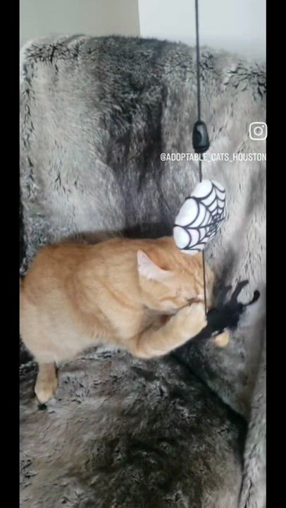 Enlarge Ginger Boy, a Adoptable Domestic Short Hair in Houston, TX video 2/6