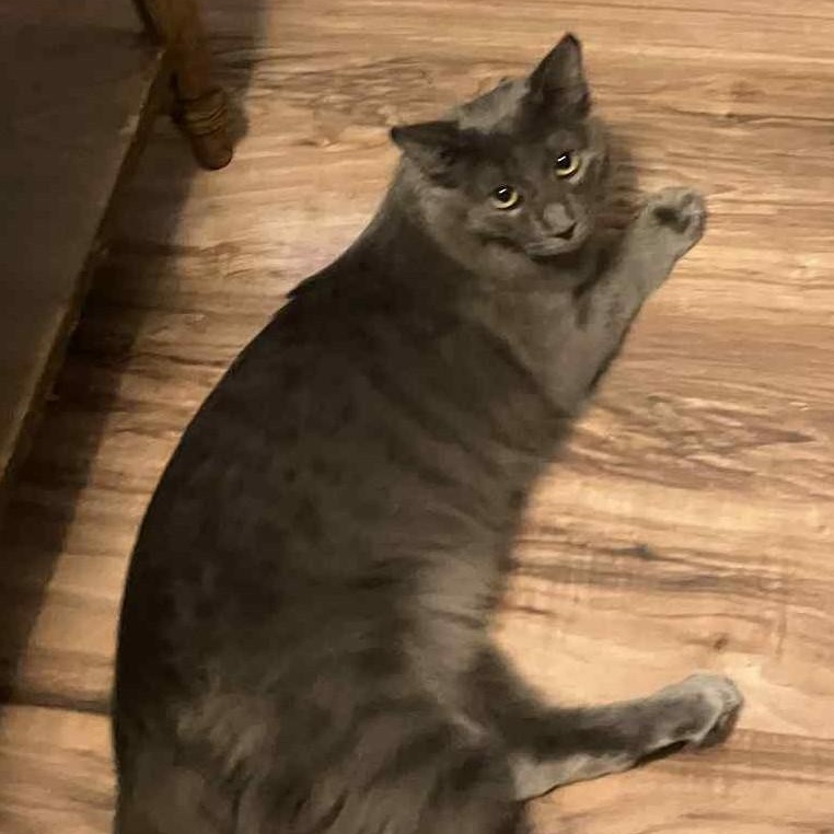 Dusty, a Adoptable Domestic Medium Hair in Tehachapi, CA image 2/4