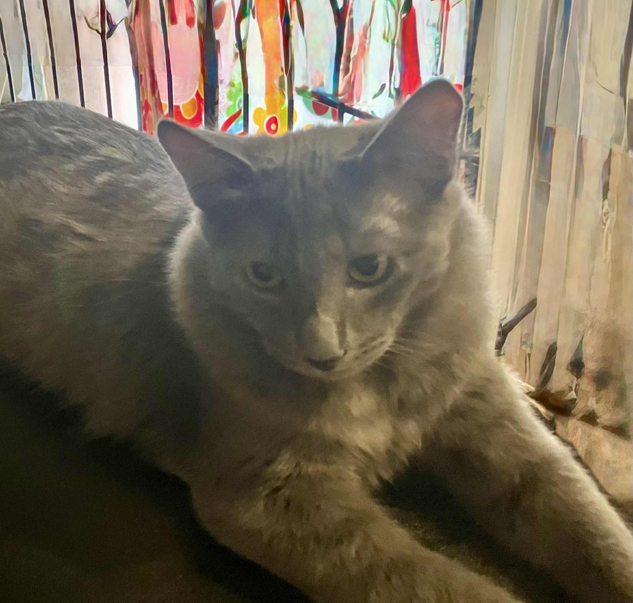 Dusty, a Adoptable Domestic Medium Hair in Tehachapi, CA image 1/4